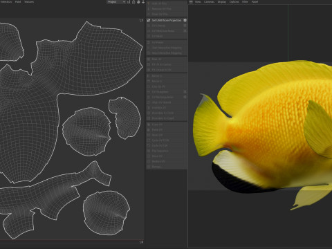 Kaiserfisch Flagfin 3D Modell