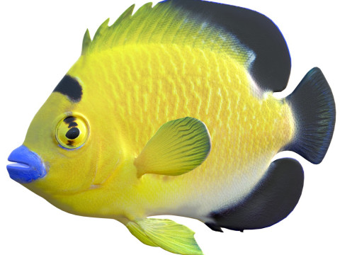 Angelfish Goldflake 3D Model