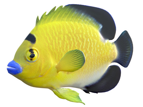 Floco dourado de peixe-anjo Modelo 3D