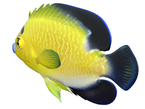 Floco dourado de peixe-anjo Modelo 3D