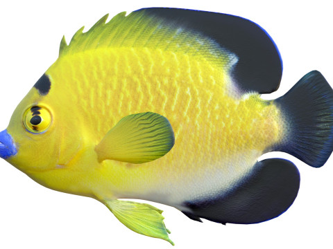 Floco dourado de peixe-anjo Modelo 3D