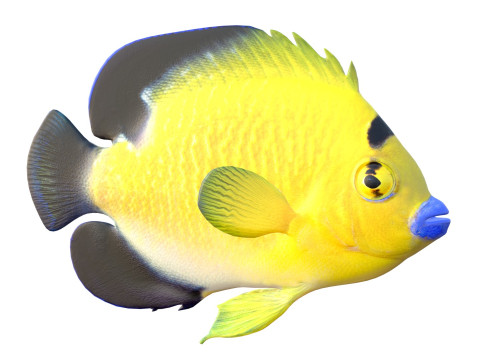 Floco dourado de peixe-anjo Modelo 3D