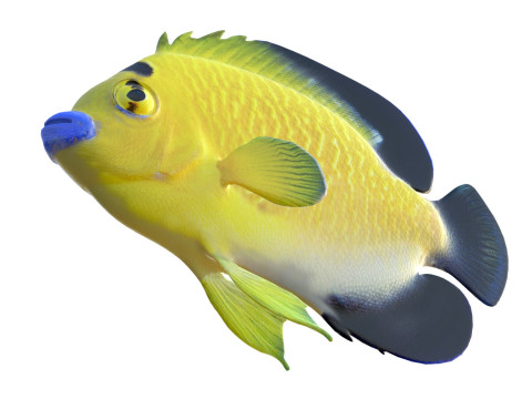 Floco dourado de peixe-anjo Modelo 3D