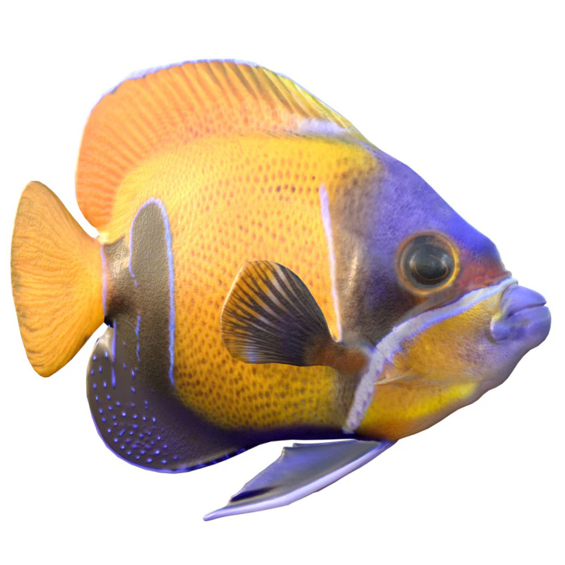 Angelfish Majestic 3D Model .c4d .max .obj .3ds .fbx .stl .blend 
