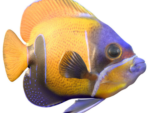 Angelfish Majestic 3D Model