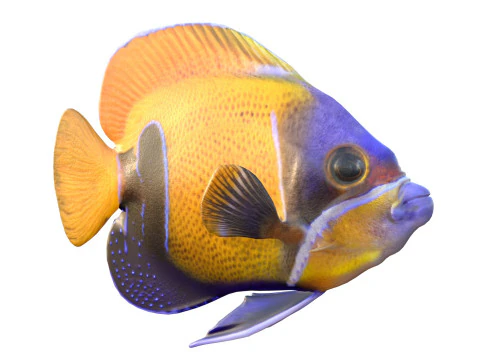 Angelfish Majestic 3D Model