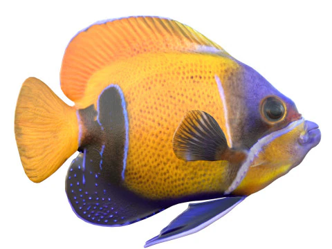 Angelfish Majestic 3D Model