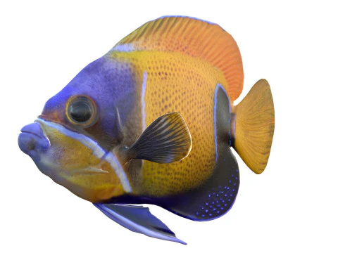 Angelfish Majestic 3D Model