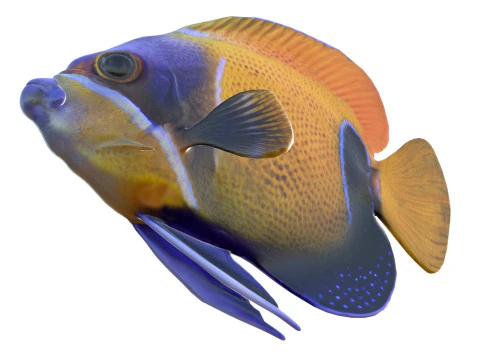Angelfish Majestic 3D Model