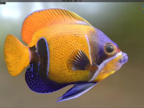 Angelfish Majestic 3D Model