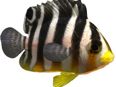 Angelfish Multibarred 3D Model