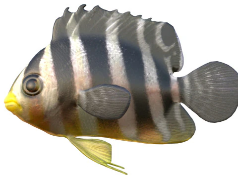 Pez &aacute;ngel multibarra Modelo 3D