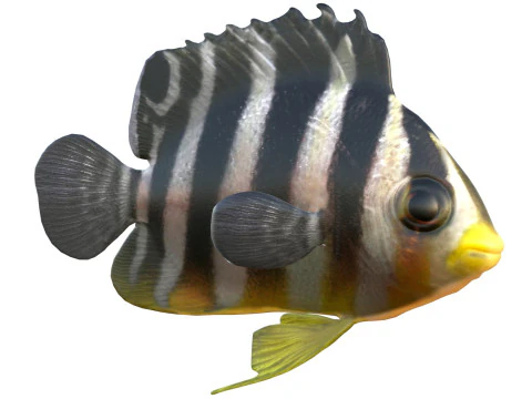 Pez &aacute;ngel multibarra Modelo 3D