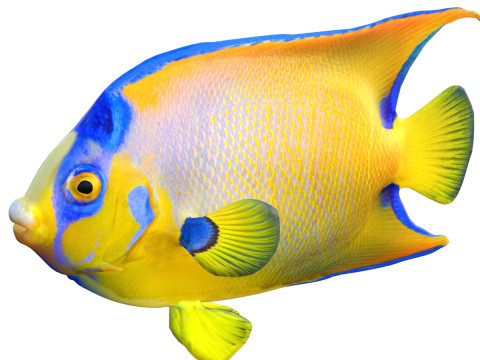 Angelfish Queen 3D Model