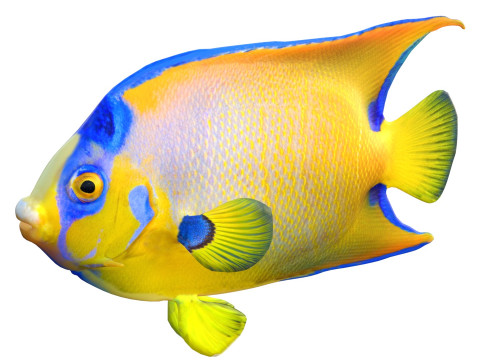 Королева рыб-ангелов 3D Модель