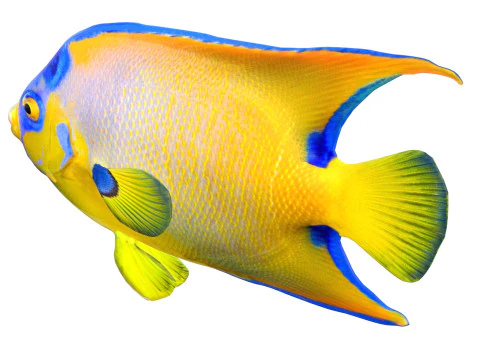 Reina del pez &aacute;ngel Modelo 3D