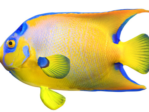 Королева рыб-ангелов 3D Модель