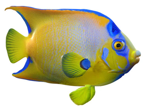 Reina del pez &aacute;ngel Modelo 3D