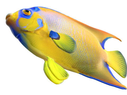 Королева рыб-ангелов 3D Модель