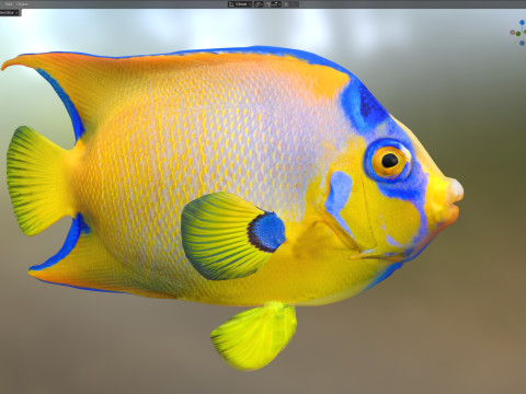 Королева рыб-ангелов 3D Модель