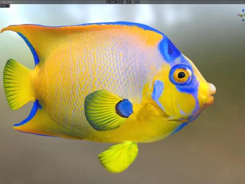 Reina del pez &aacute;ngel Modelo 3D