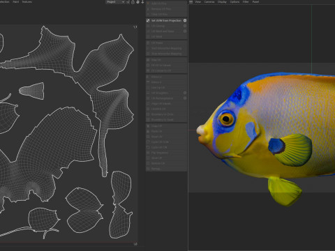Королева рыб-ангелов 3D Модель
