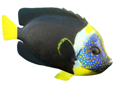 Angelfish Queensland 3D Model