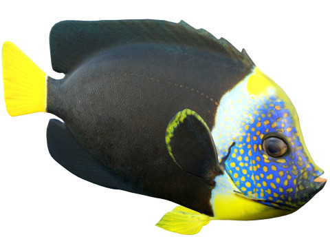 エンゼルフィッシュ クイーンズランド州 3Dモデル