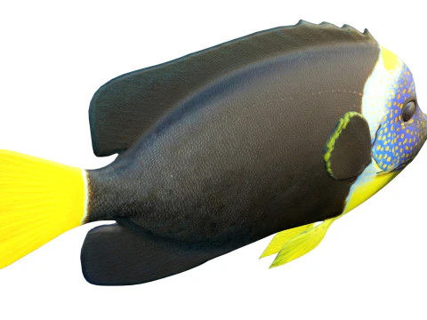 Melek balığı Queensland 3D Model