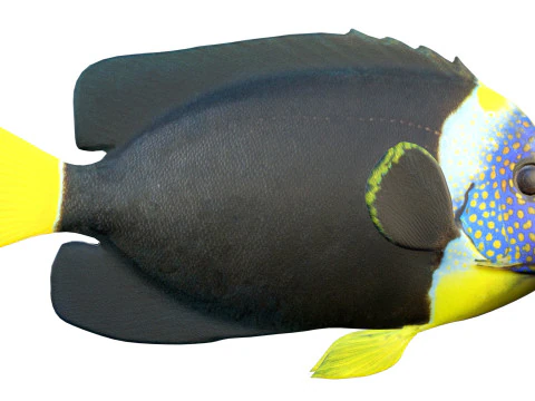 Melek balığı Queensland 3D Model