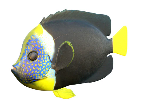 Melek balığı Queensland 3D Model