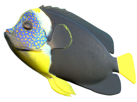 エンゼルフィッシュ クイーンズランド州 3Dモデル