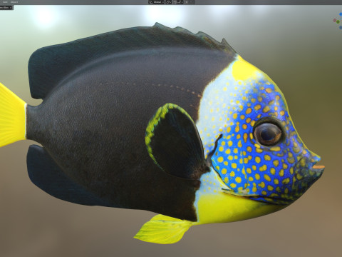 エンゼルフィッシュ クイーンズランド州 3Dモデル