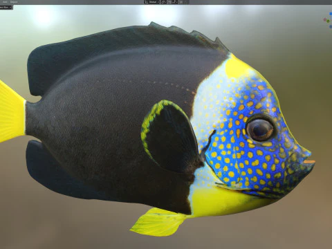 Melek balığı Queensland 3D Model