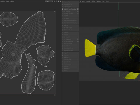 エンゼルフィッシュ クイーンズランド州 3Dモデル