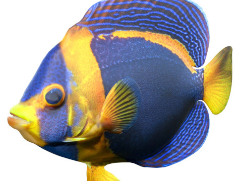 Angelfish Scribbled 3D Model