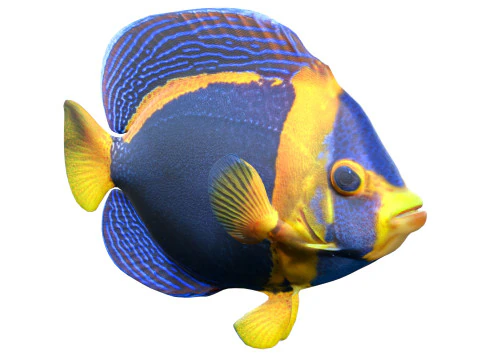 Angelfish Scribbled 3D Model
