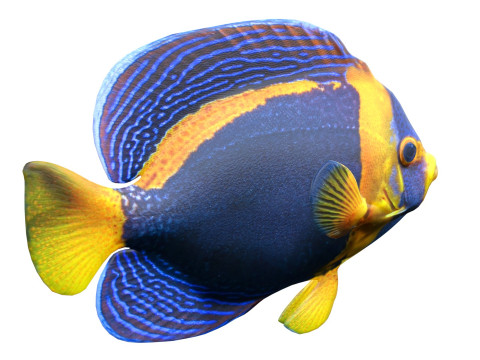 神仙鱼潦草的 3D 模型