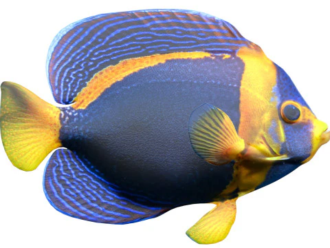 Angelfish Scribbled 3D Model