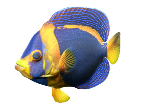 神仙鱼潦草的 3D 模型