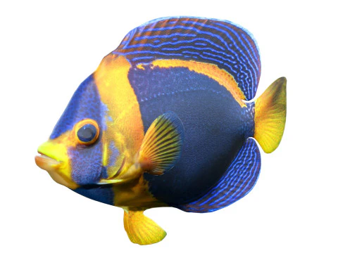 Angelfish Scribbled 3D Model