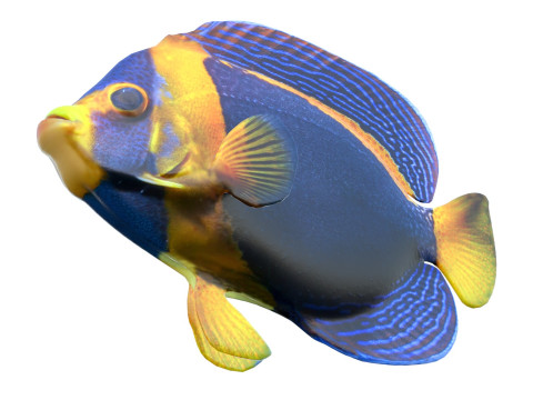 神仙鱼潦草的 3D 模型