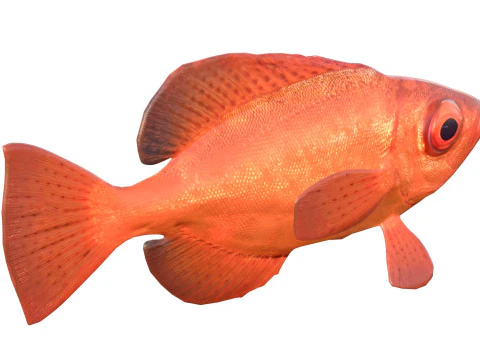 Aweoweo pesce dentice dagli occhi grandi Modello 3D