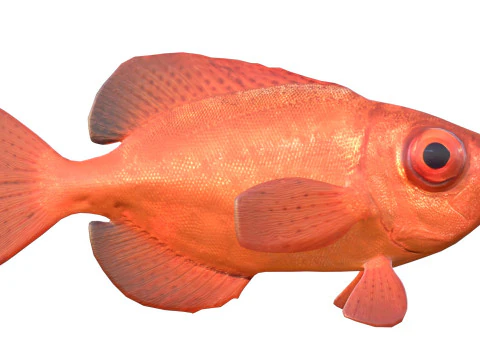 Aweoweo pesce dentice dagli occhi grandi Modello 3D