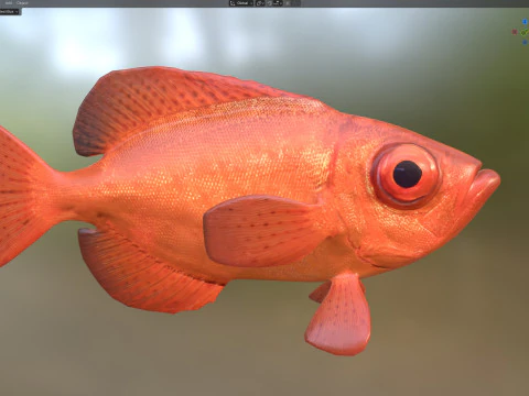 Aweoweo pesce dentice dagli occhi grandi Modello 3D