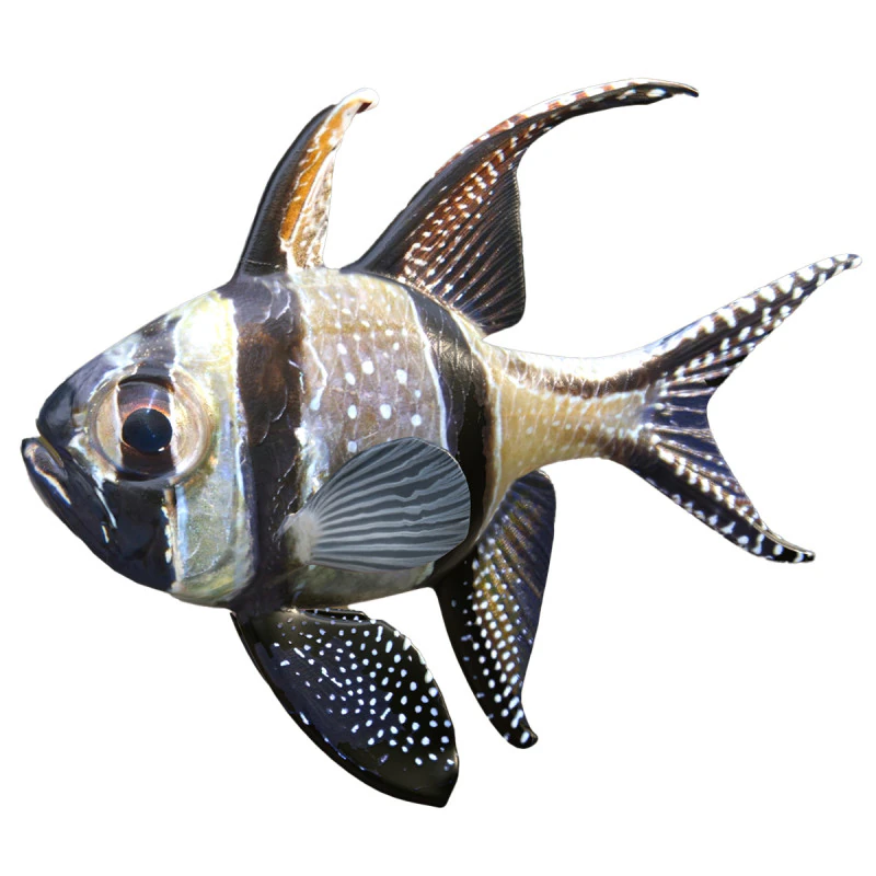 Kardynał Banggajski Model 3D .c4d .max .obj .3ds .fbx .stl .blend