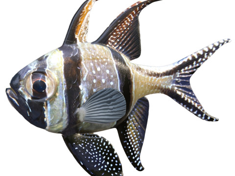 Banggai Cardinalfish 3D Model