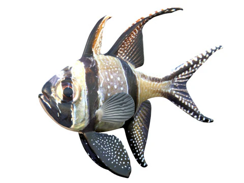 Kardynał Banggajski Model 3D