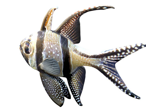 Kardynał Banggajski Model 3D