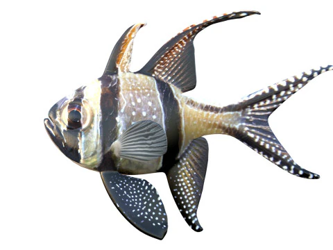 Kardynał Banggajski Model 3D